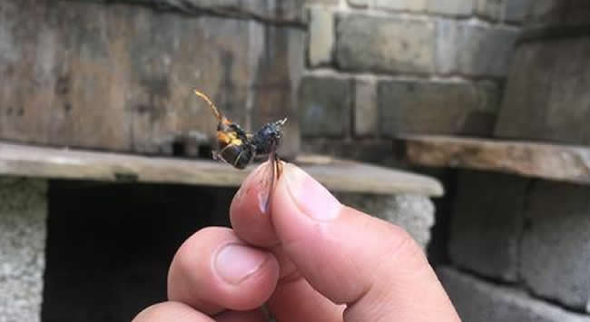 新手養(yǎng)中蜂要掌握哪些技術(shù)（沒有經(jīng)驗(yàn)養(yǎng)好中蜂的技術(shù)要點(diǎn)）