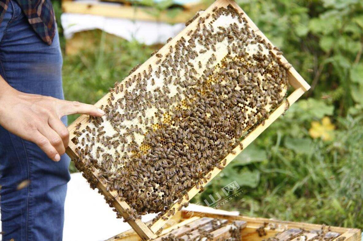 新手養(yǎng)中蜂要掌握哪些技術(shù)（沒有經(jīng)驗(yàn)養(yǎng)好中蜂的技術(shù)要點(diǎn)）