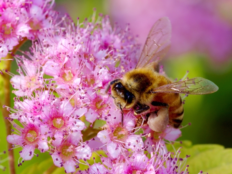 蜜蜂有哪些特點和特征(蜜蜂的特征知識) 蜜蜂有哪些特點和特征(蜜蜂的特征知識)