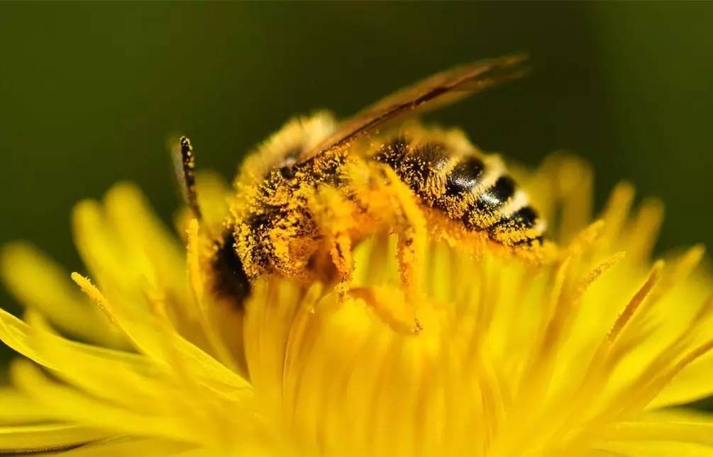 蜜蜂有哪些特點和特征(蜜蜂的特征知識) 蜜蜂有哪些特點和特征(蜜蜂的特征知識)