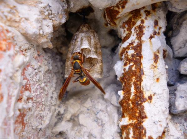 馬蜂是什么毒素(馬蜂的毒素是什么成分) 馬蜂是什么毒素(馬蜂的毒素是什么成分)