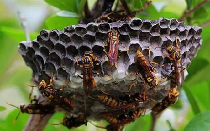 馬蜂在家筑巢是兇是福