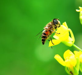 蜂群中沒有王臺(tái)會(huì)逃蜂嗎（蜜蜂養(yǎng)殖，蜂王見不到王臺(tái)，蜂群會(huì)不會(huì)分蜂）