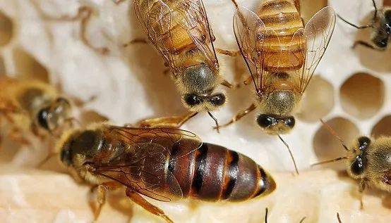 大蜂場怎么取蜂蜜(蜂箱采集蜂蜜方法技巧) 大蜂場怎么取蜂蜜(蜂箱采集蜂蜜方法技巧)