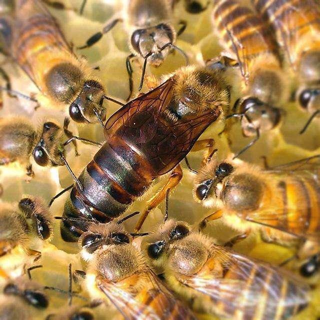 大蜂場怎么取蜂蜜(蜂箱采集蜂蜜方法技巧) 大蜂場怎么取蜂蜜(蜂箱采集蜂蜜方法技巧)