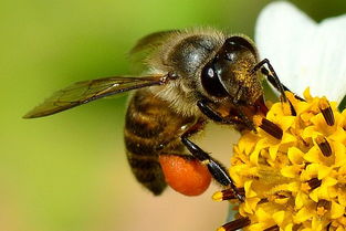 熊蜂中工蜂和雄蜂的區(qū)別是什么（雄蜂和工蜂的區(qū)別）