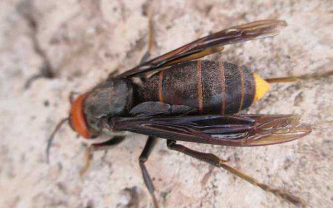 土甲蜂有多大(土甲蜂的體型尺寸) 土甲蜂有多大(土甲蜂的體型尺寸)