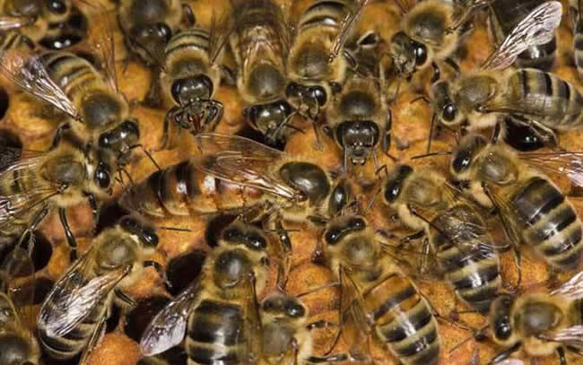 蜂王的特點有哪些？