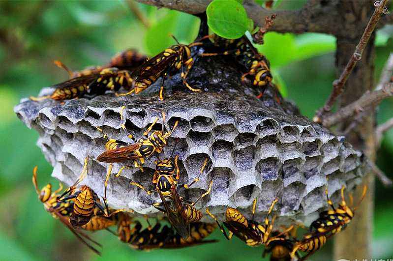 被一只馬蜂蟄了有事嗎？要不要緊？怎么辦(關鍵看是否過敏體質)