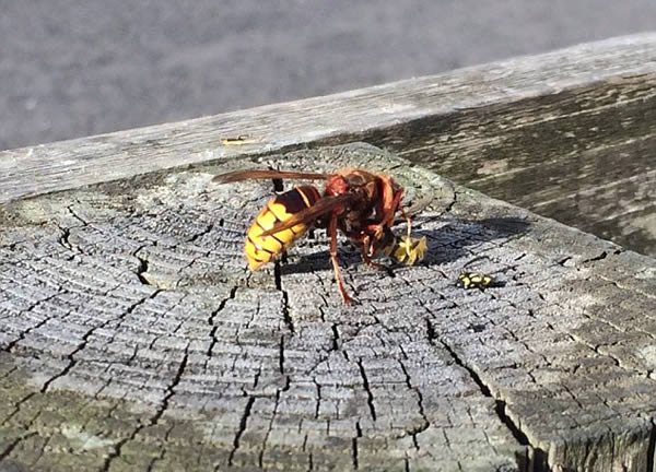 被一只馬蜂蟄了有事嗎？要不要緊？怎么辦(關鍵看是否過敏體質)