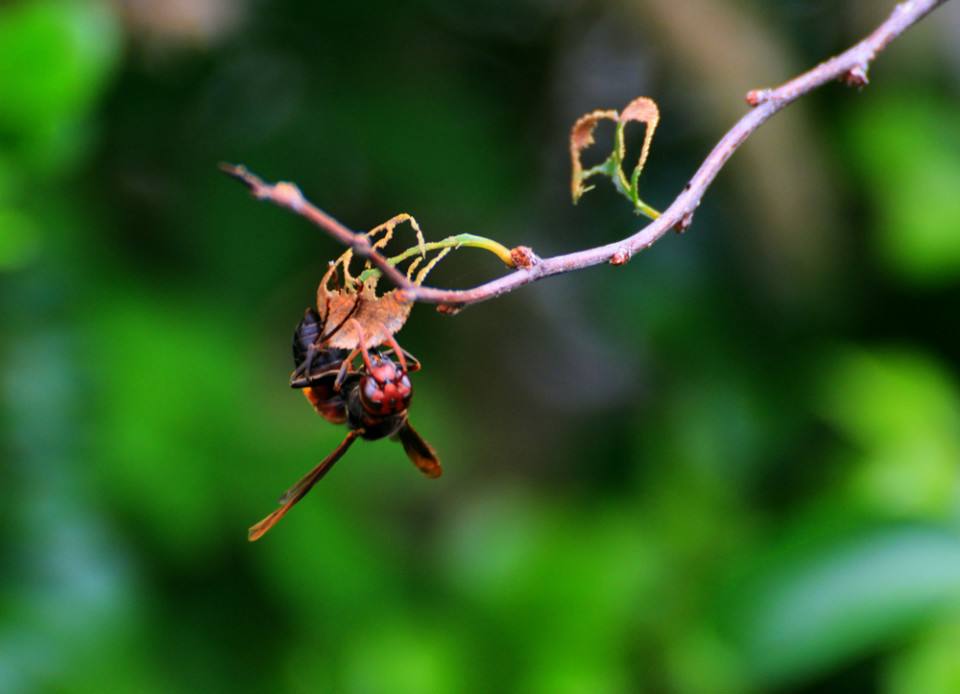 如何讓工蜂停止產(chǎn)卵? 如何讓工蜂停止產(chǎn)卵?