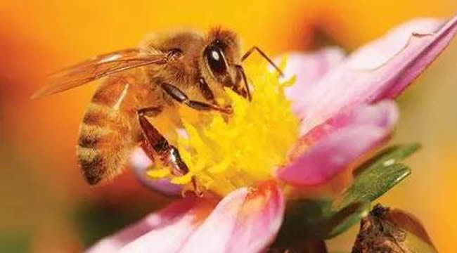 如何讓工蜂停止產(chǎn)卵? 如何讓工蜂停止產(chǎn)卵?