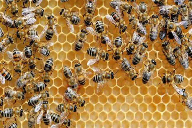 如何讓工蜂停止產(chǎn)卵? 如何讓工蜂停止產(chǎn)卵?