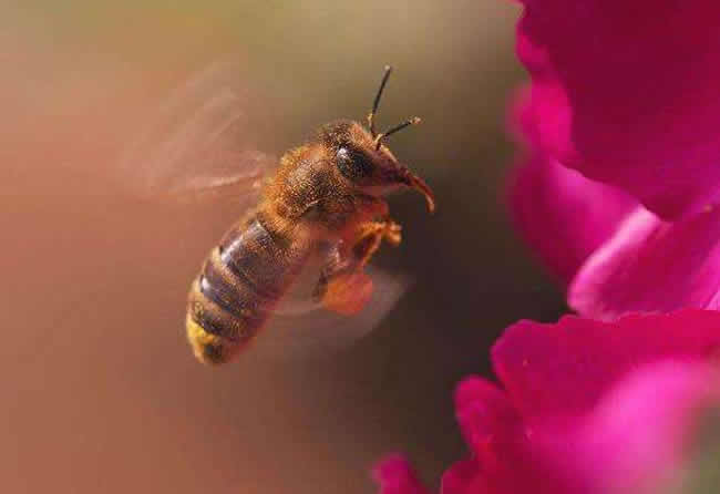 怎么引來蜜蜂自己養殖？