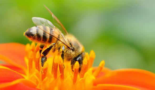 怎么引來蜜蜂自己養殖？