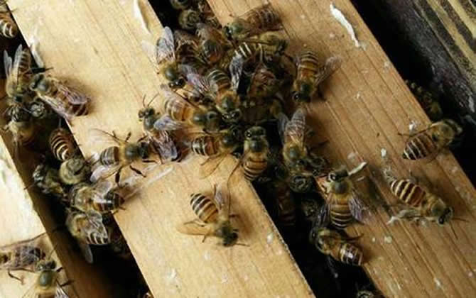 華中中蜂 華中中蜂