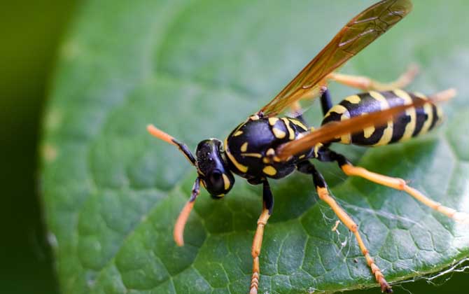 牛角蜂和馬蜂的區別(如何去辨別牛角蜂和馬蜂) 牛角蜂和馬蜂的區別(如何去辨別牛角蜂和馬蜂)