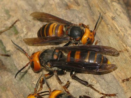 金環(huán)胡蜂多少錢一只? 金環(huán)胡蜂多少錢一只?