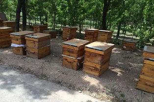 蜜蜂箱哪里有賣(扒一扒蜂箱的購買渠道及優(yōu)劣鑒別方法) 蜜蜂箱哪里有賣(扒一扒蜂箱的購買渠道及優(yōu)劣鑒別方法)