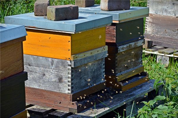 蜜蜂箱哪里有賣(扒一扒蜂箱的購買渠道及優(yōu)劣鑒別方法) 蜜蜂箱哪里有賣(扒一扒蜂箱的購買渠道及優(yōu)劣鑒別方法)