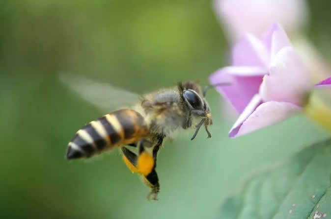 【蜜蜂知識】怎樣分辨雄蜂? 怎樣分辨雄蜂?