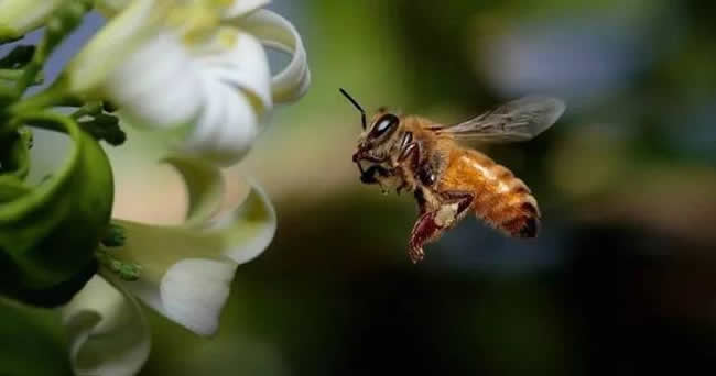 【蜜蜂知識】怎樣分辨雄蜂? 怎樣分辨雄蜂?