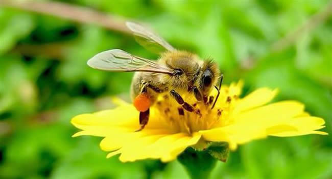 【蜜蜂知識】怎樣分辨雄蜂? 怎樣分辨雄蜂?