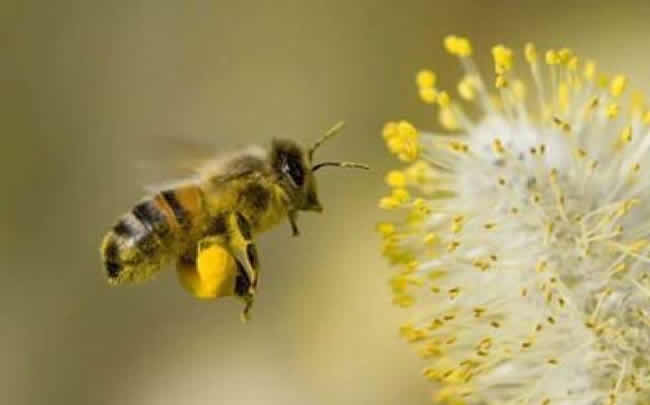 【蜜蜂知識】怎樣分辨雄蜂? 怎樣分辨雄蜂?