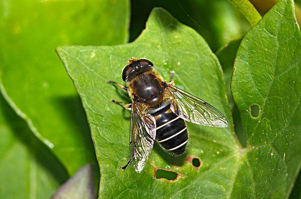 有蜂子無蜂王工蜂會產卵嗎（工蜂產卵也有條件）