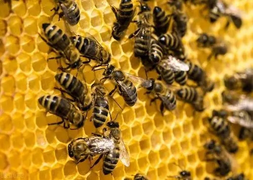 新收沒(méi)有巢礎(chǔ)的蜜蜂幾天能正常出群(新收的蜂群多久可以穩(wěn)定下來(lái)) 新收沒(méi)有巢礎(chǔ)的蜜蜂幾天能正常出群(新收的蜂群多久可以穩(wěn)定下來(lái))