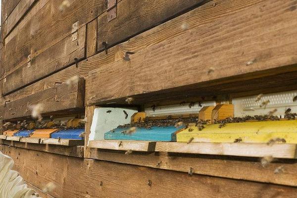 家庭怎樣從零開始養蜂(家庭養蜂技術新手入門) 家庭怎樣從零開始養蜂(家庭養蜂技術新手入門)