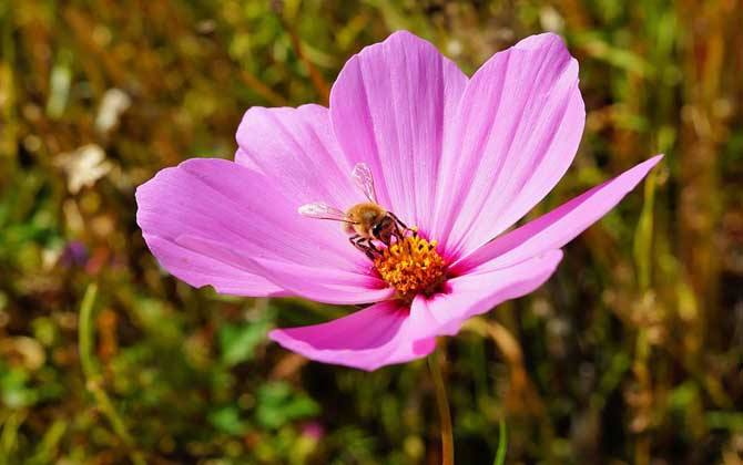 養(yǎng)十箱蜂一年賺多少錢(qián)? 養(yǎng)十箱蜂一年賺多少錢(qián)?