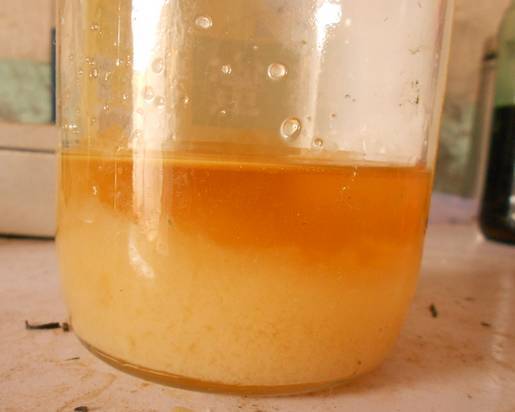 蜂蜜沉淀好還是不沉淀好(正宗蜂蜜的鑒別方法) 蜂蜜沉淀好還是不沉淀好(正宗蜂蜜的鑒別方法)