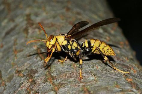 中國大虎頭蜂的生活習性(虎頭蜂的棲息環(huán)境）