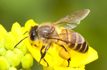 中國大虎頭蜂的生活習性(虎頭蜂的棲息環(huán)境）