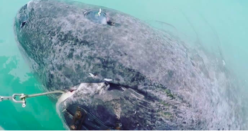 為什么這種鯊魚要活到156歲才可以交配 活到156歲才可交配,因為太懶為了吃飽飯,它們獻祭了自己眼睛