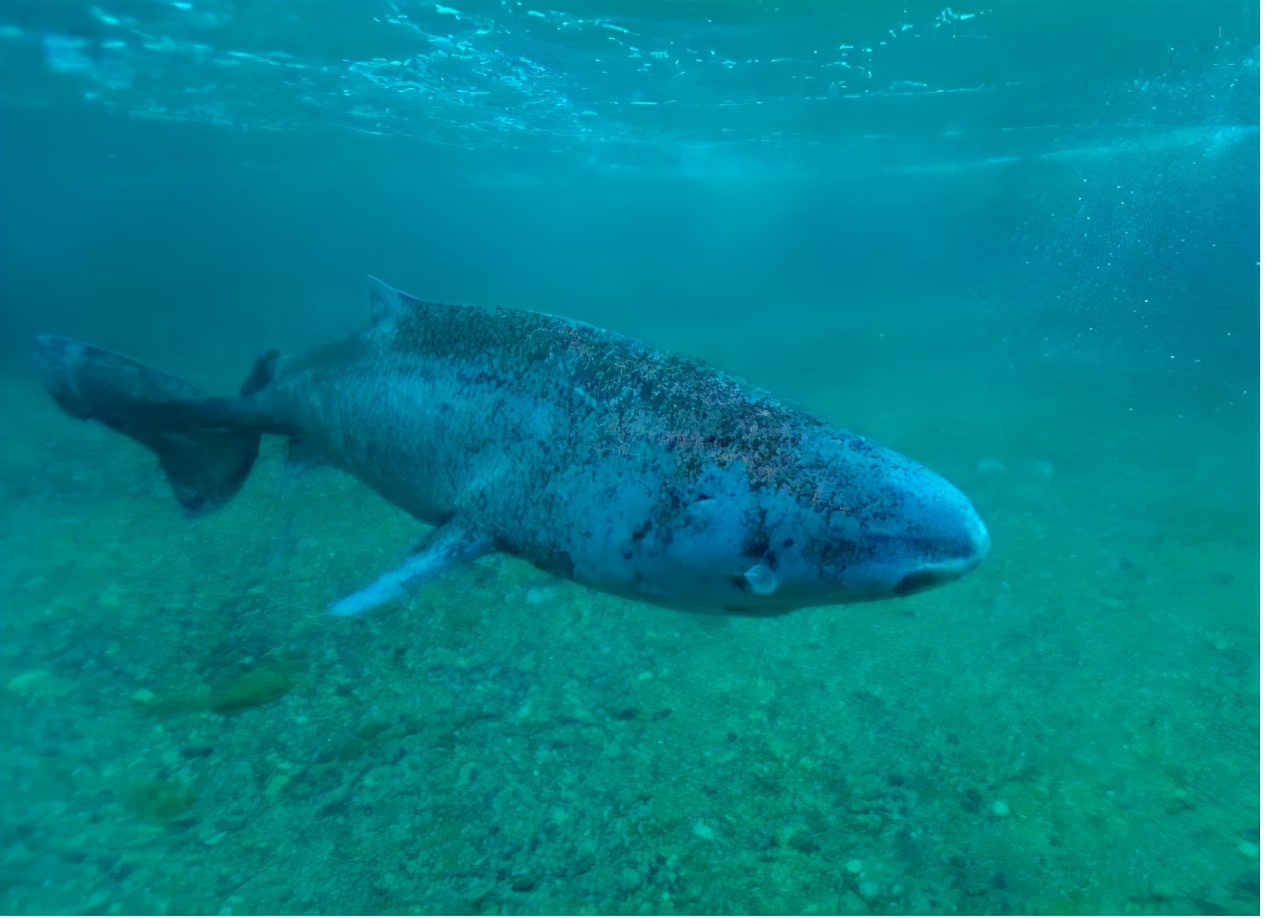 為什么這種鯊魚要活到156歲才可以交配 活到156歲才可交配,因為太懶為了吃飽飯,它們獻祭了自己眼睛