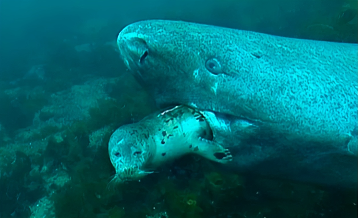 為什么這種鯊魚要活到156歲才可以交配 活到156歲才可交配,因為太懶為了吃飽飯,它們獻祭了自己眼睛