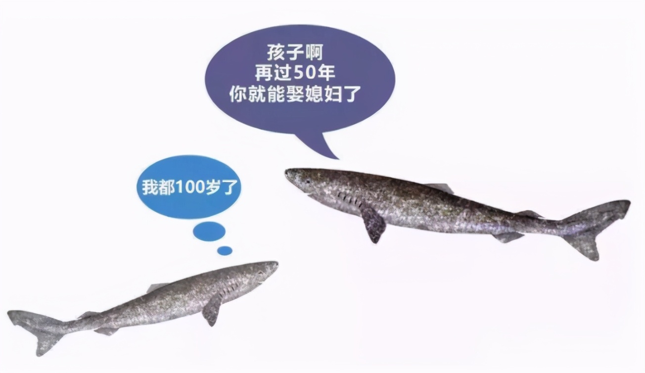 為什么這種鯊魚要活到156歲才可以交配 活到156歲才可交配,因為太懶為了吃飽飯,它們獻祭了自己眼睛