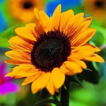 蜜蜂吃什么花 蜜蜂吃什么花