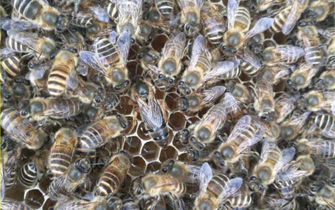 中蜂阿壩王對(duì)氣候有什么要求(阿壩中蜂是不是不耐熱) 中蜂阿壩王對(duì)氣候有什么要求(阿壩中蜂是不是不耐熱)