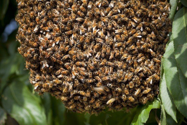 自然分蜂時新蜂王是先交尾還是先分蜂(新蜂王交尾時間和分蜂過程) 自然分蜂時新蜂王是先交尾還是先分蜂(新蜂王交尾時間和分蜂過程)