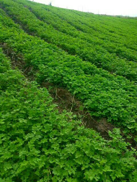 當歸植物有蜜嗎(當歸花開花有蜜嗎)
