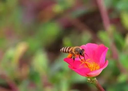 羊群對蜂場影響大嗎（哪些環境因素會影響蜜蜂的數量）
