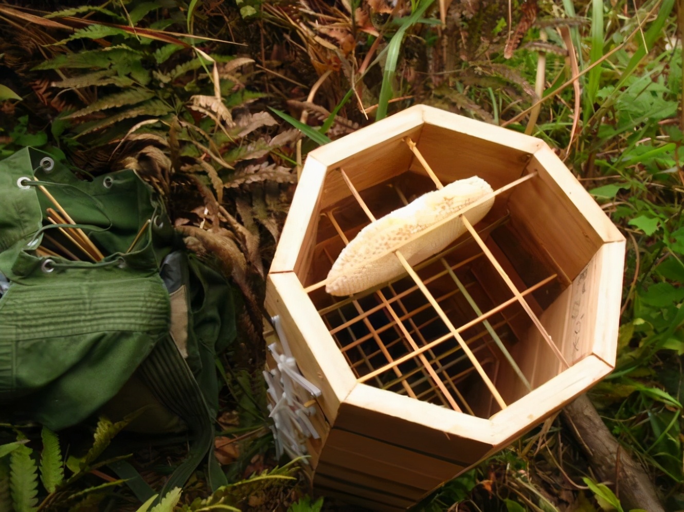 阿壩中蜂可以用格子箱養嗎(對比土養和活框有哪些優缺點呢) 阿壩中蜂可以用格子箱養嗎(對比土養和活框有哪些優缺點呢)