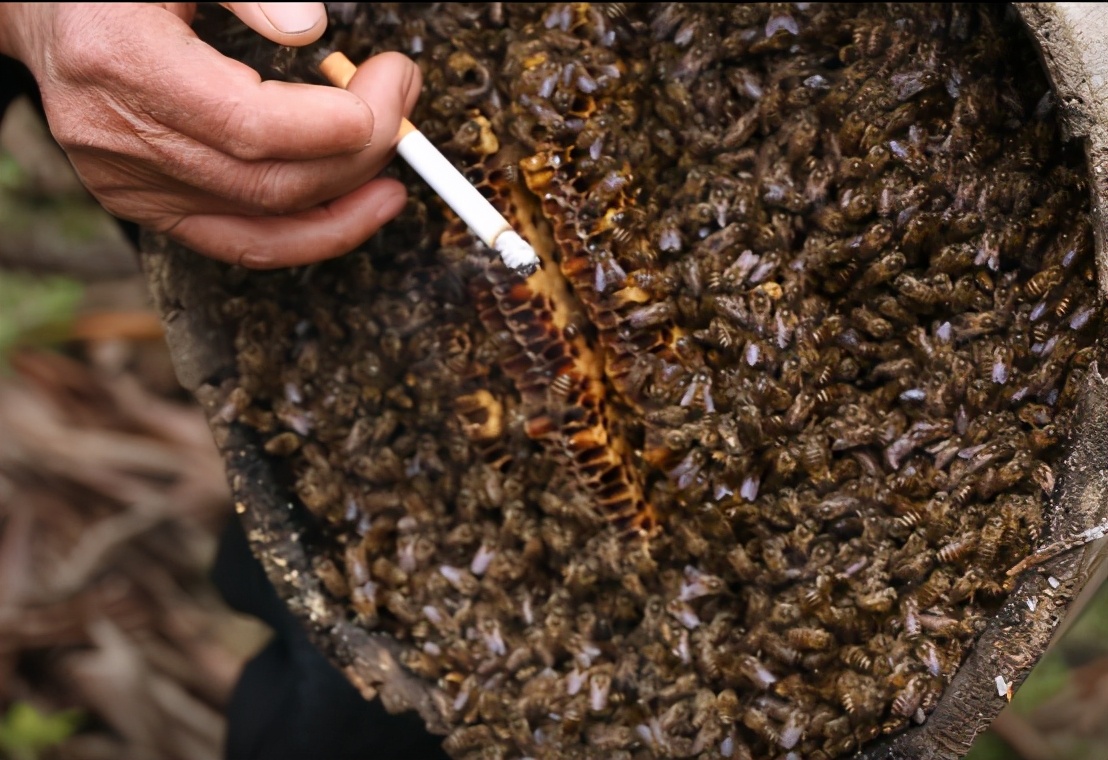 阿壩中蜂可以用格子箱養嗎(對比土養和活框有哪些優缺點呢) 阿壩中蜂可以用格子箱養嗎(對比土養和活框有哪些優缺點呢)