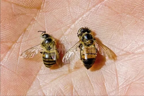 蜂不產蜜只產卵是什么意思