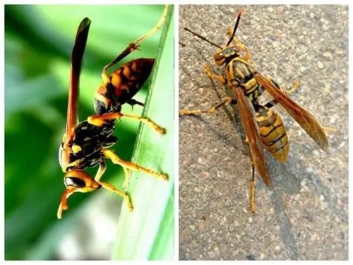 蜂不產蜜只產卵是什么意思（蜜蜂不產蜜是怎么回事）