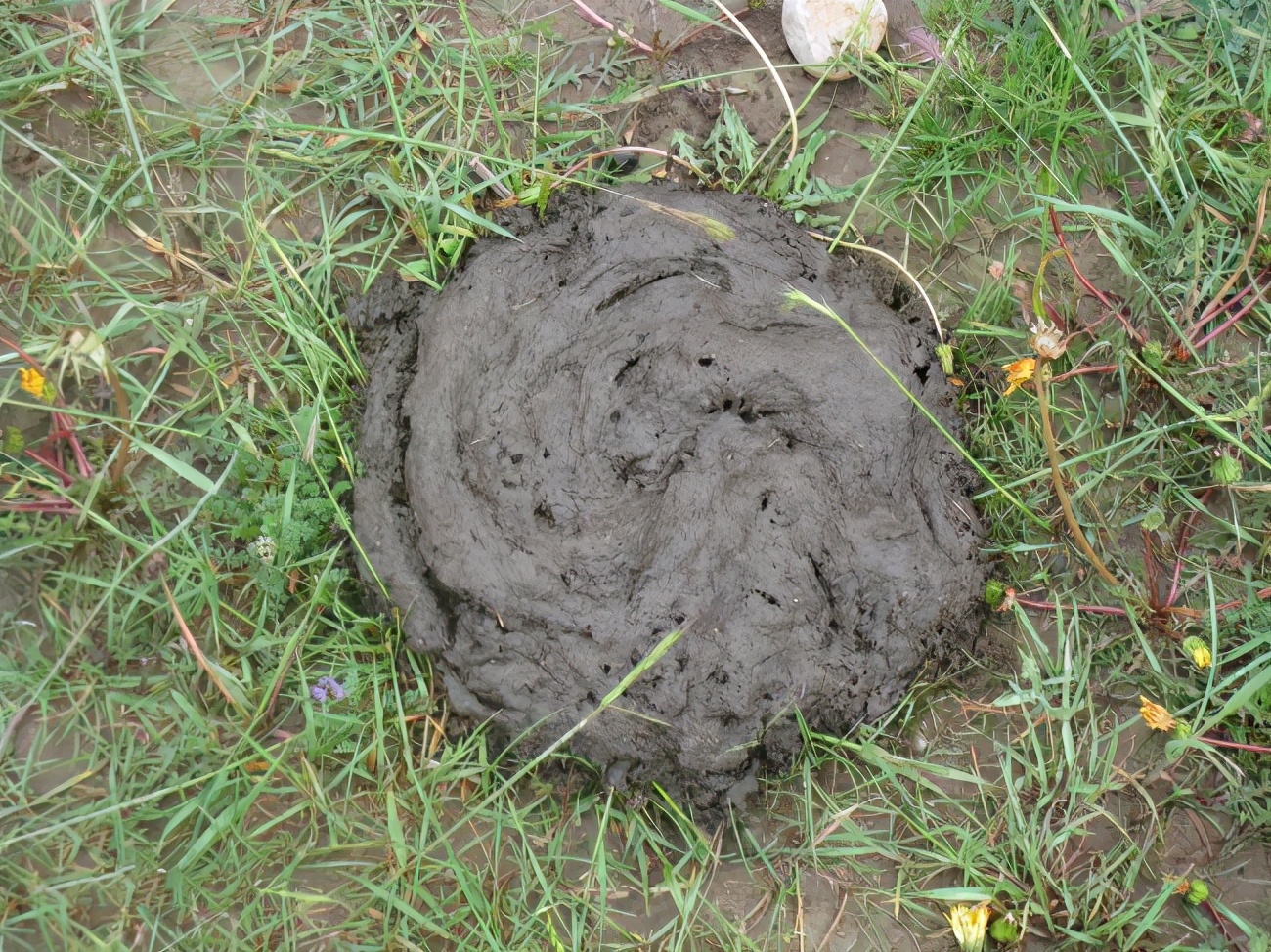 蜜蜂喜歡牛糞嗎(牛糞對蜜蜂的吸引力) 蜜蜂喜歡牛糞嗎(牛糞對蜜蜂的吸引力)