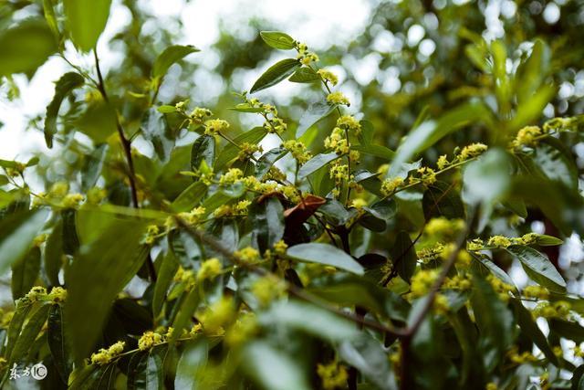 常見的蜜源植物有哪些？